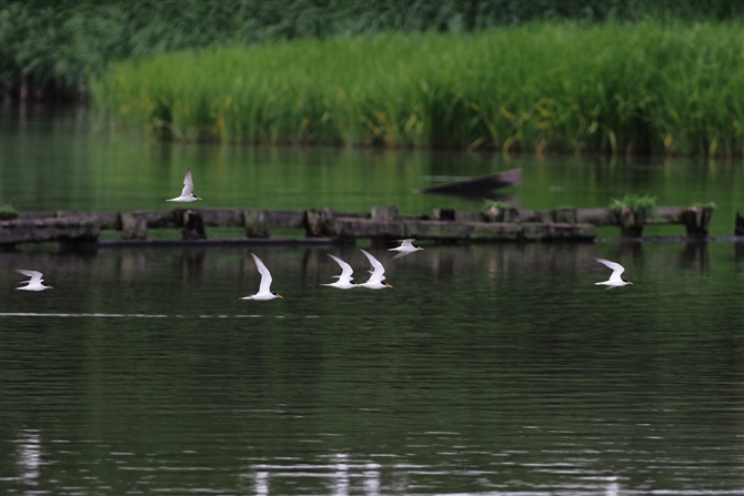 RAWTV,Little Tern